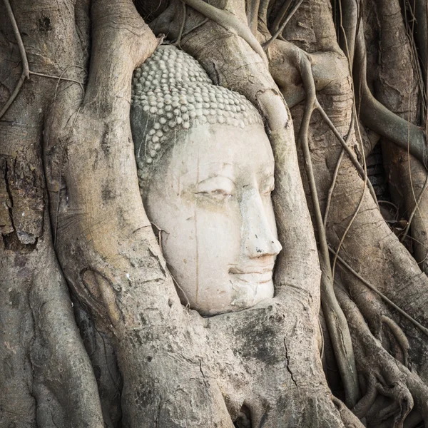 Buddha-fej, a Wat Mahathat — Stock Fotó