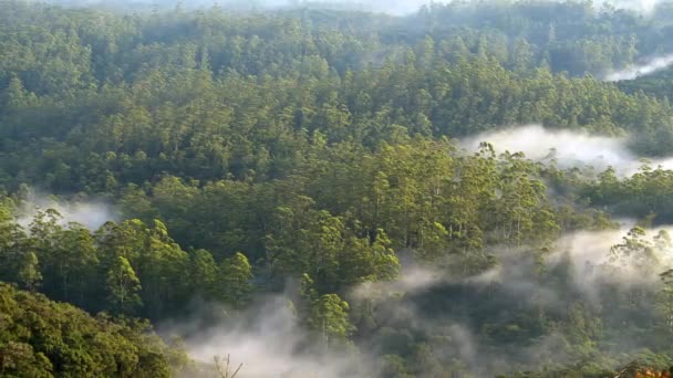 Туман, катящийся над тропическими лесами — стоковое видео
