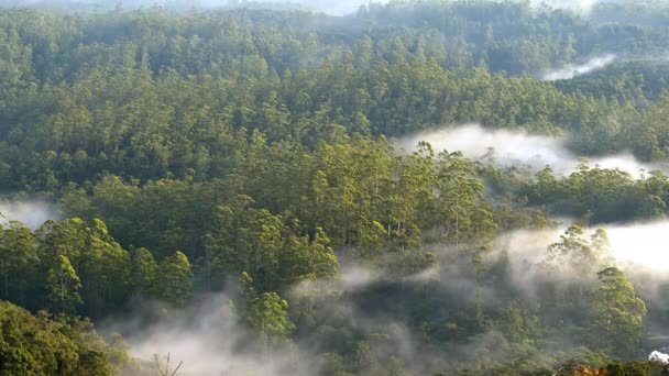 Nebel wälzt sich über den Regenwald — Stockvideo