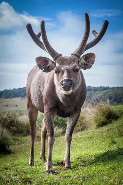 Sri Lanka sambar cervo macho — Fotografia de Stock