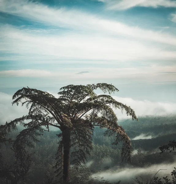 Horton Plains — Stockfoto