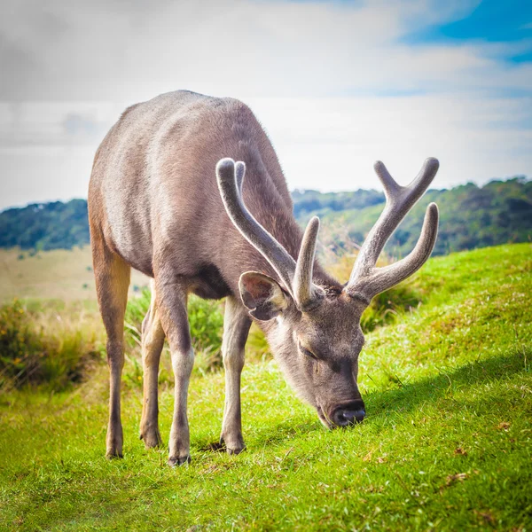 Srílanské sambar deer muž — Stock fotografie