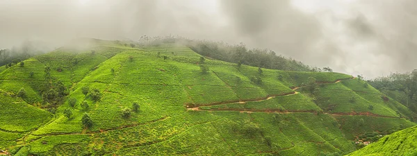 Tea ültetvényeket. Srí Lanka-i. Panoráma — Stock Fotó