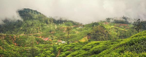 Tea ültetvényeket. Srí Lanka-i. Panoráma — Stock Fotó