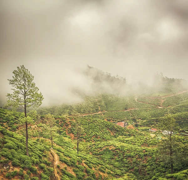 Чайні плантації. Шрі-Ланка. — стокове фото
