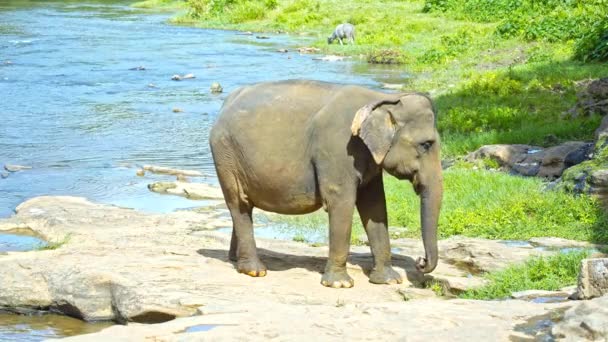 Elefante ternero mordisqueando en la hierba — Vídeos de Stock