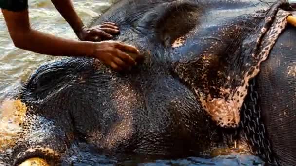 Mahout wast zijn olifant in de rivier — Stockvideo