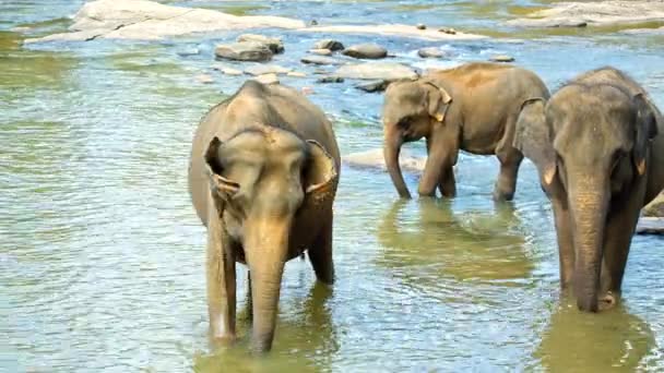 Elefantes cruzando el río — Vídeo de stock