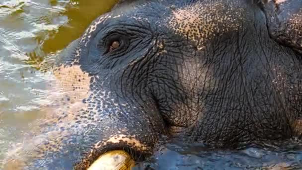 Elefante descansando en el río — Vídeo de stock