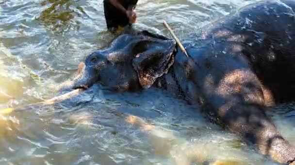 Mahout opláchnutí jeho slona v řece — Stock video