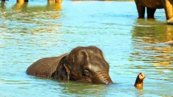 亚洲大象在河里洗澡 — 图库视频影像