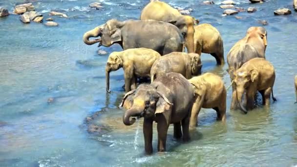 Elefantes bebiendo agua en el río — Vídeos de Stock