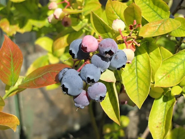 Huckleberries