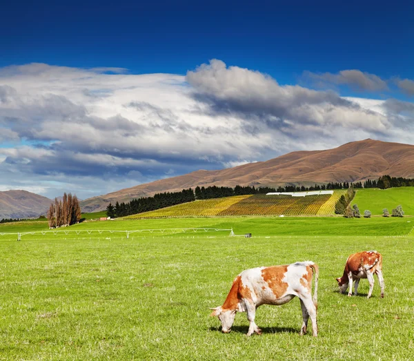 Pâturage des vaches au champ vert — Photo