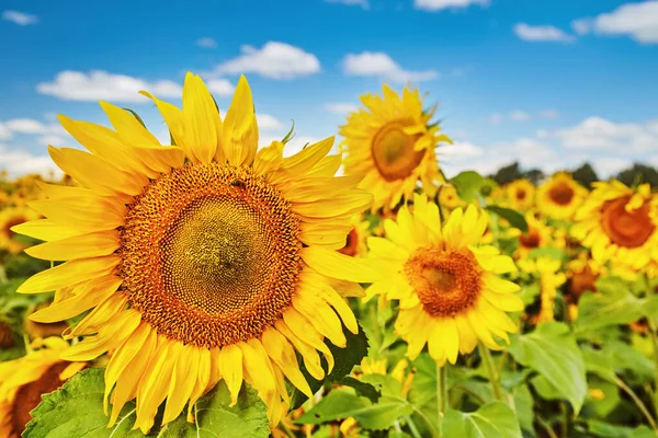 Primo Piano Girasole Luminoso Campo Sfocato Sfondo Cielo Blu — Foto Stock