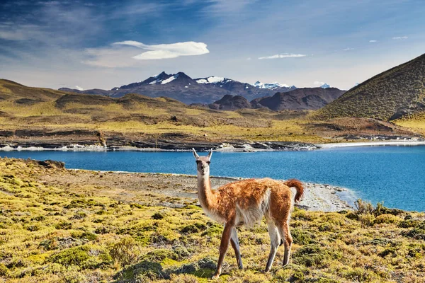 Guanaco Parku Narodowym Torres Del Paine Patagonia Chile — Zdjęcie stockowe