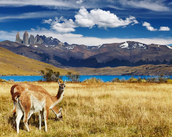 Torres del Paine, Patagonia, Chile — Zdjęcie stockowe