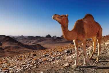 Camel in Sahara Desert clipart