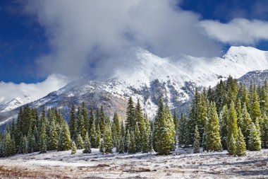 Snowy mountains and forest, Colorado clipart