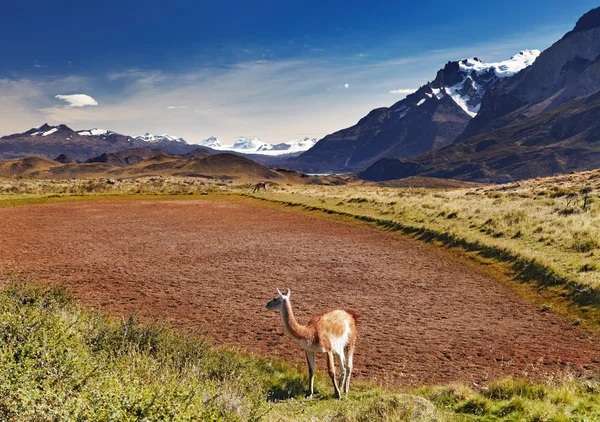 Torres del paine, Şili — Stok fotoğraf