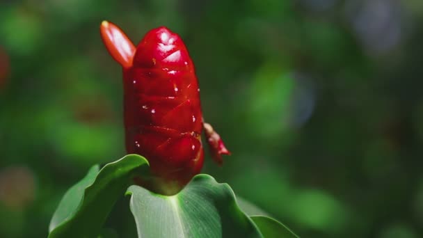 Red Ginger-Zingiber zerumbet- в саду — стоковое видео