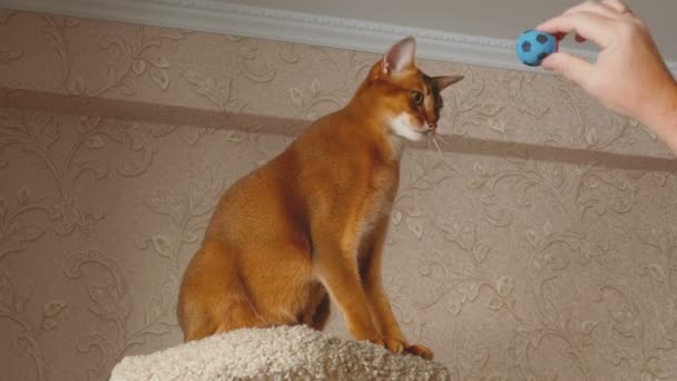 阿比西尼亚猫玩 — 图库视频影像