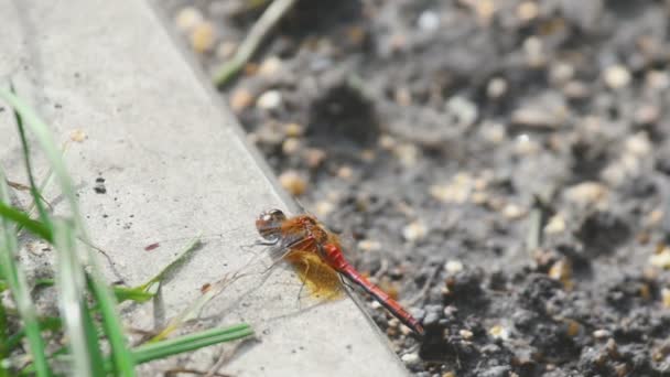 Red Dragonfly rest — Stockvideo
