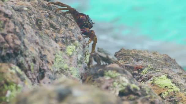 Cangrejos y rockskippers en la roca en la playa — Vídeos de Stock