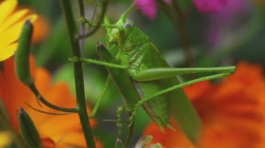 Aquilegia üzerinde yeşil çekirge