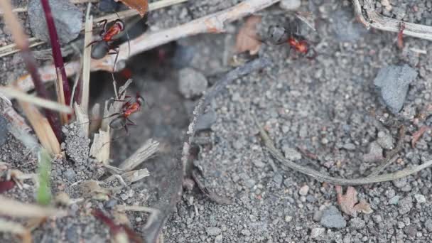 蚂蚁挖巢 — 图库视频影像