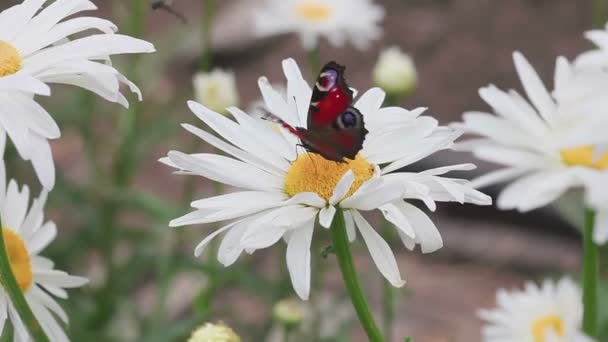 Vlinder aan daisy flower — Stockvideo