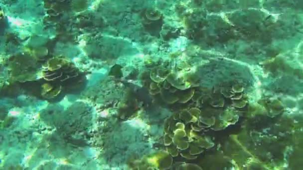 Trópusi színes halak — Stock videók