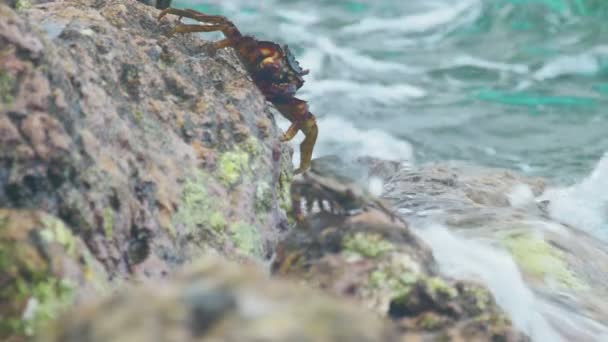 Yengeçler ve plajda kayaya rockskippers — Stok video