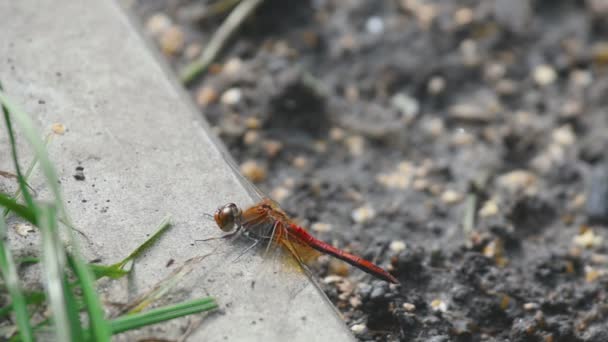 Dragonfly červená odpočinek — Stock video