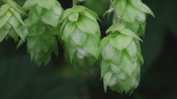 Ripe hop cones in the hop garden — Stock Video