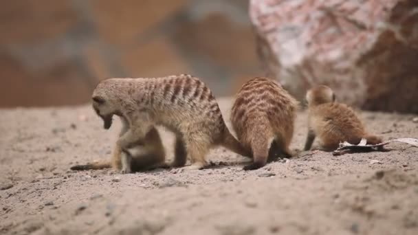 Famille de meerkat jouant en plein air — Video