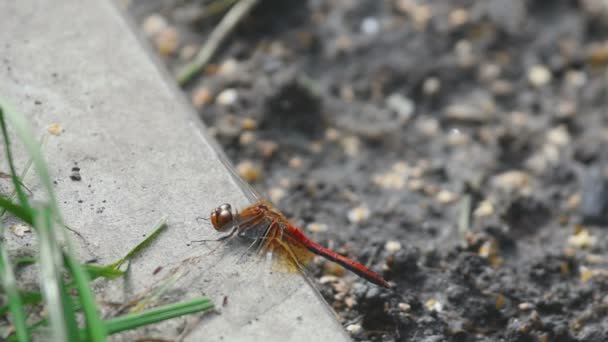 Red Dragonfly riposo — Video Stock