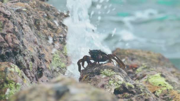 Krabbor och rockskippers på sten vid stranden — Stockvideo