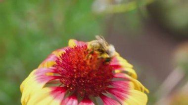 Bumblebee üzerinde bir çiçek gailardia