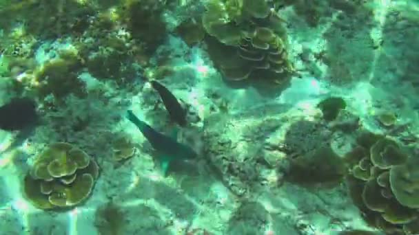 热带色彩鲜艳的鱼 — 图库视频影像