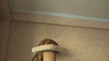 Habeş oynayan kedi