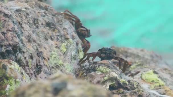 Krabben en rockskippers op de rots op het strand — Stockvideo