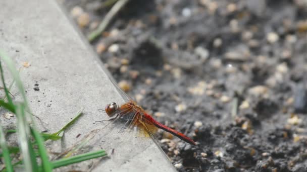 Red dragonfly rest — Stock Video