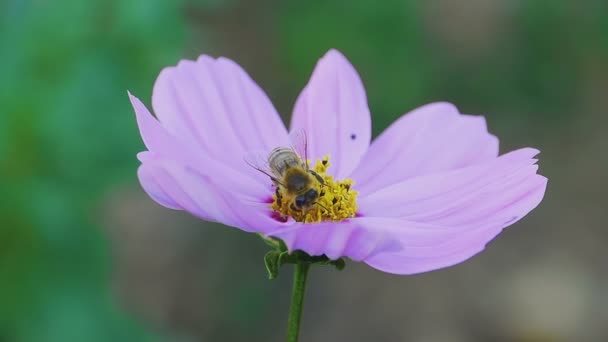 Abelha na flor Cosmos — Vídeo de Stock