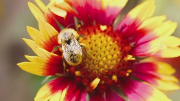 Μέλισσα σε ένα λουλούδι gailardia — Αρχείο Βίντεο