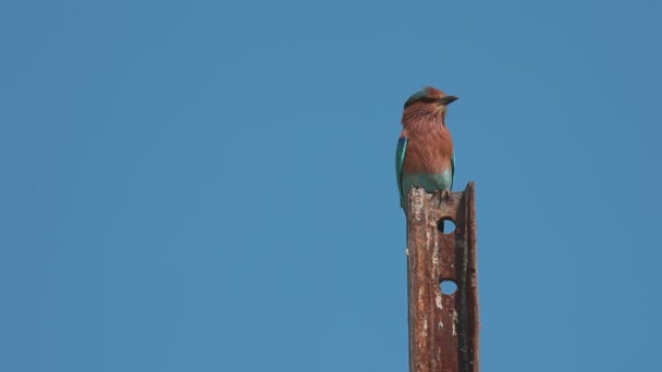 Indiska roller - Coracias benghalensis- — Stockvideo