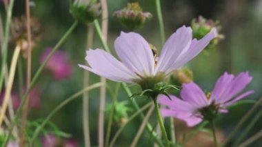 Bumblebee cosmos çiçek