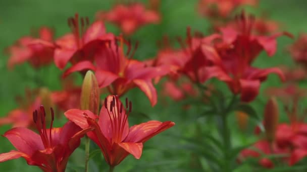 Red lily flowers,rack focus — Stock Video