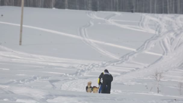 Par av husky släde hundar med hund-förare — Stockvideo