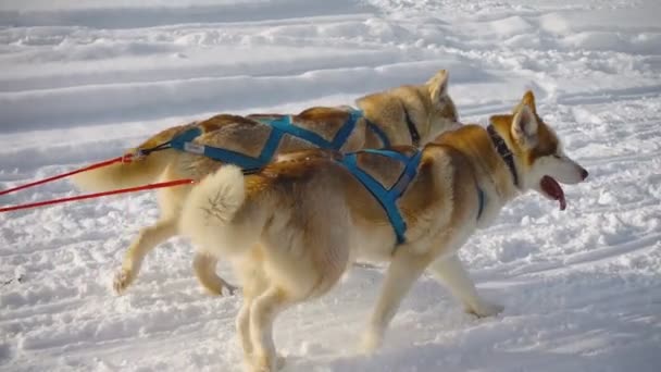 Ζευγάρι μεγαλόσωμος έλκηθρο σκύλων με σκύλο-οδηγό — Αρχείο Βίντεο
